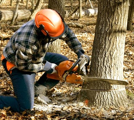 Tree Removal in Larue, TX